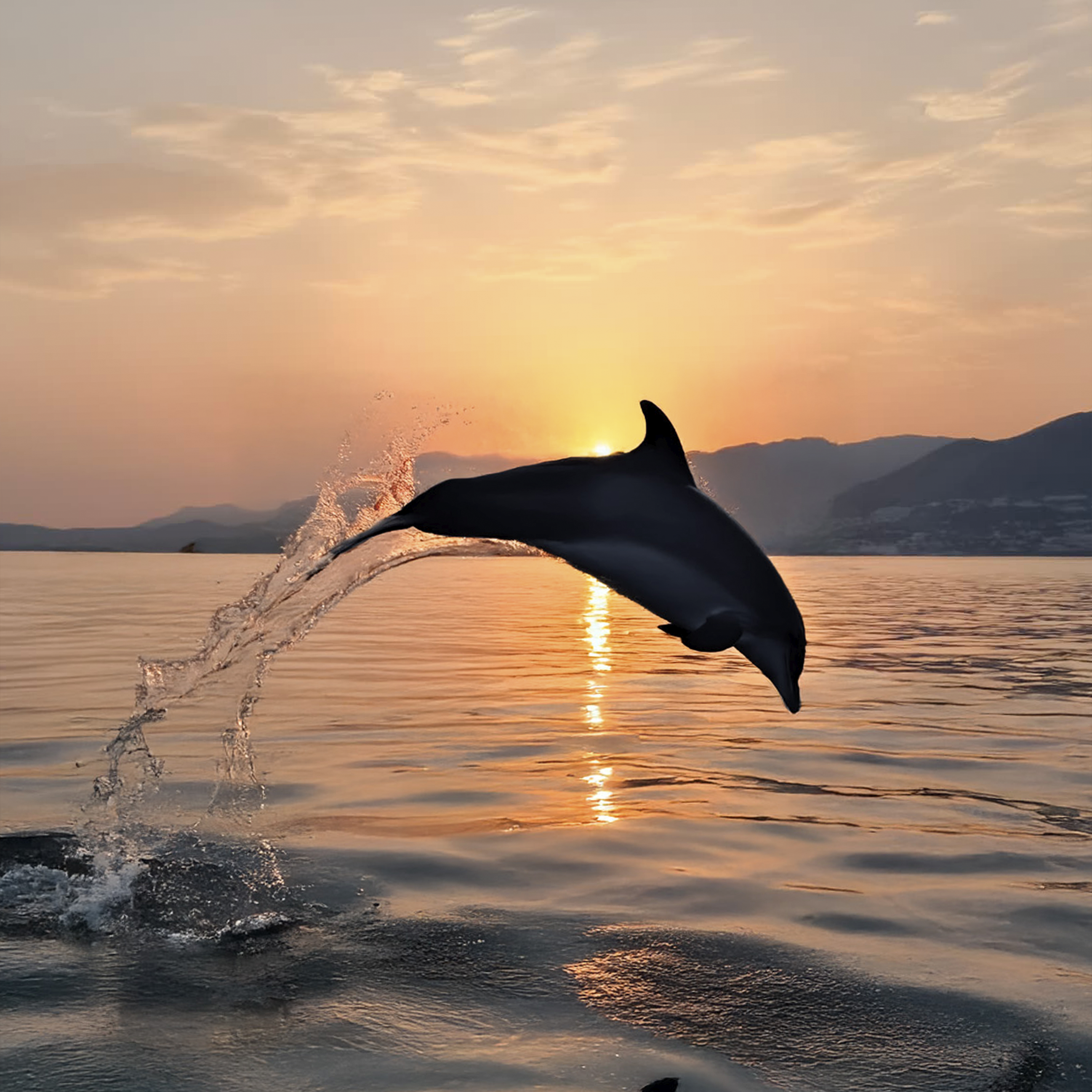 Avistamiento de delfines en Manilva